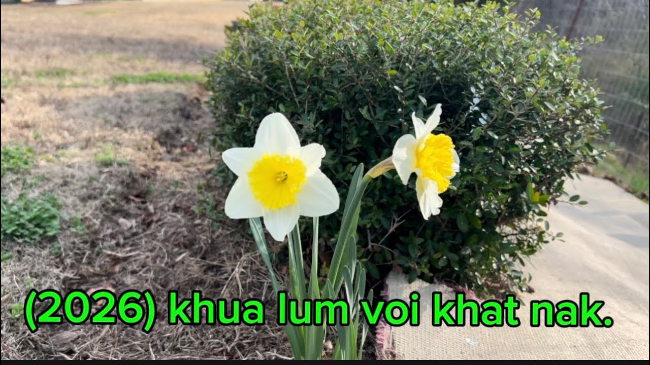 (2026) thalchuah ka .