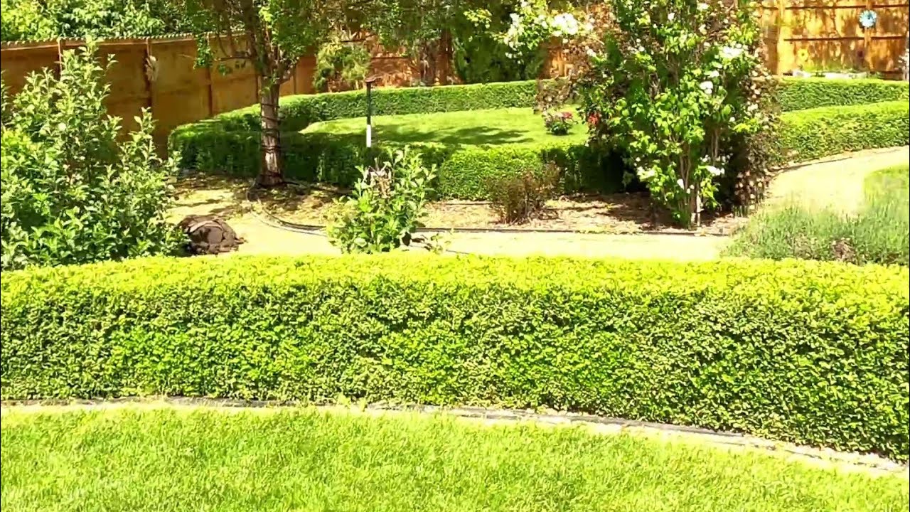 Pruning Boxwood Hedge Rows (With The Multi-tool EGO Pole Hedge Trimmer)