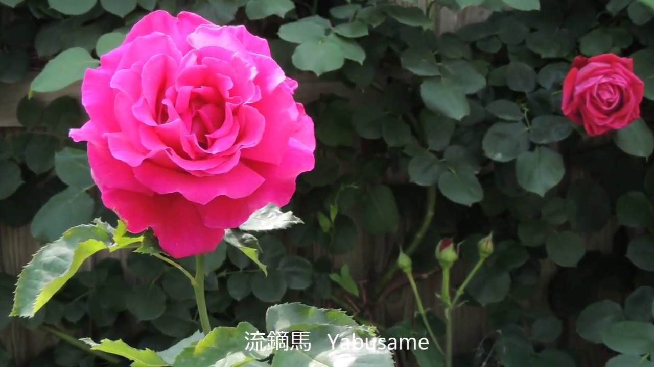 真紅から紫のバラ　横浜イングリッシュガーデン５　Crimson to purple roses @ Yokohama English Garden 5