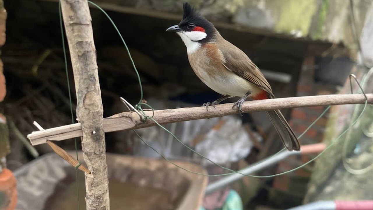 Làm Chiếc B.ẫy Mới | Và Bị Chuột Phá Mất Tổ Chim