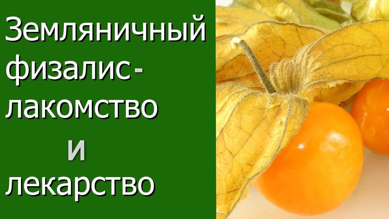 Земляничный физалис - лакомство и лекарство.