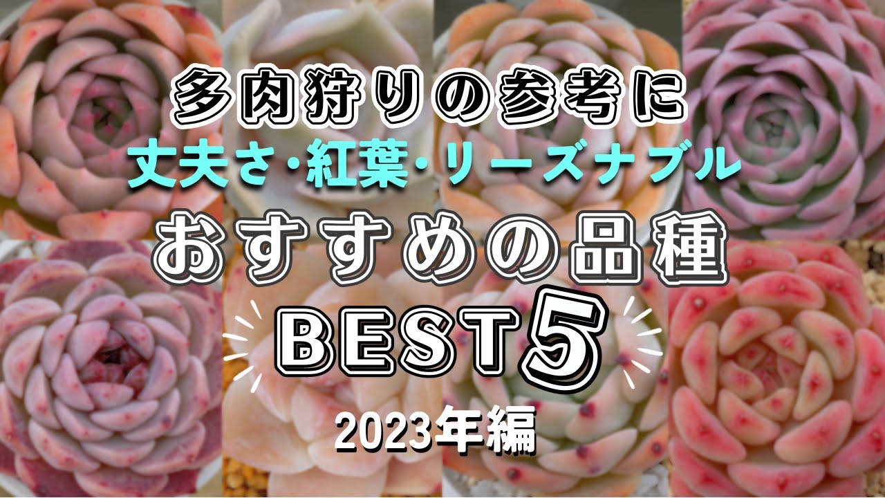 おすすめ品種BEST5！( 殿堂入り定番品種版＋今年の推し版)【 多肉植物 / ガーデニング 】