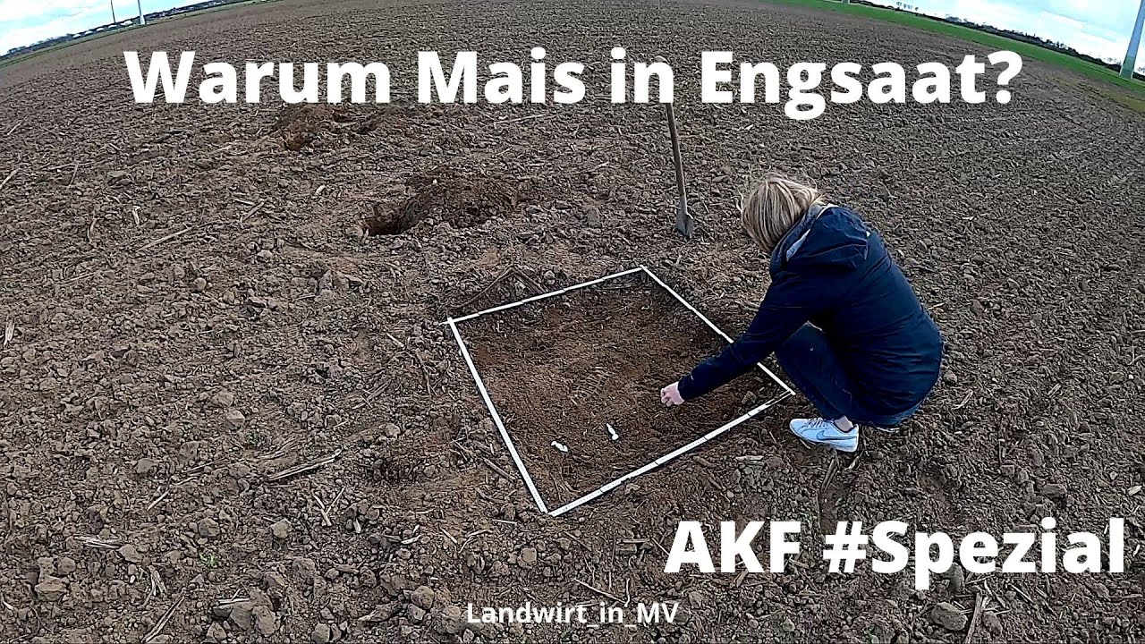 AKF Maisanbau  Spezial Unterschied Engsaat  oder 75cm Reihenabstand?