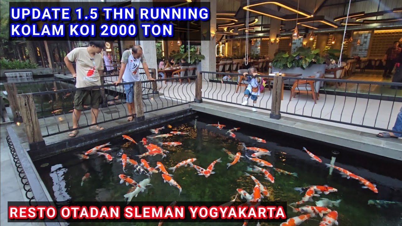 KOLAM KOI 2000 TON 1.5 THN RUNNING | RESTO OTADAN SLEMAN YOGYAKARTA