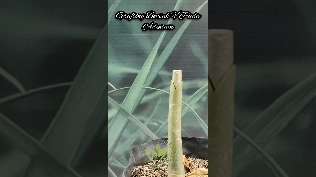 How to Graft a V Shape on Adenium