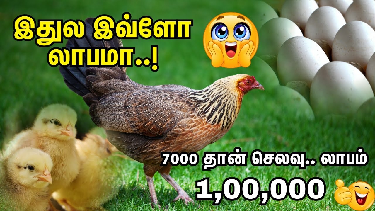 Прибыль в 1 лакх рупий при инвестициях в 7000 рупий 🐔 | Удивительный доход от разведения кур 💰 