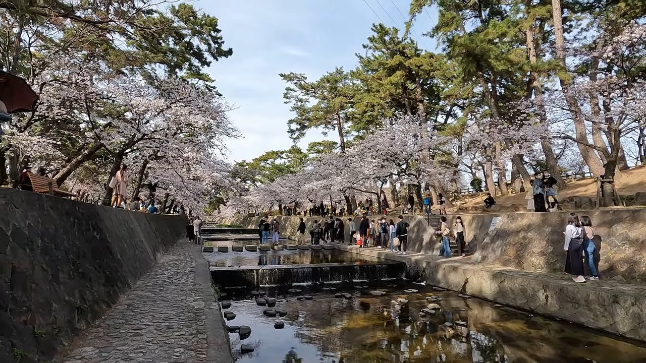 Daytime walk along the Shukugawa in the cherry blossom season, Hyogo, Japan / 4K 60fps Part1