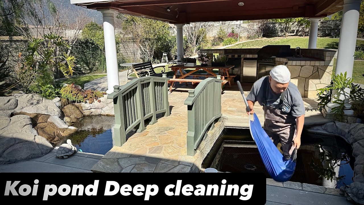 I performed a comprehensive spring cleanout of the koi pond, an annual deep cleaning 