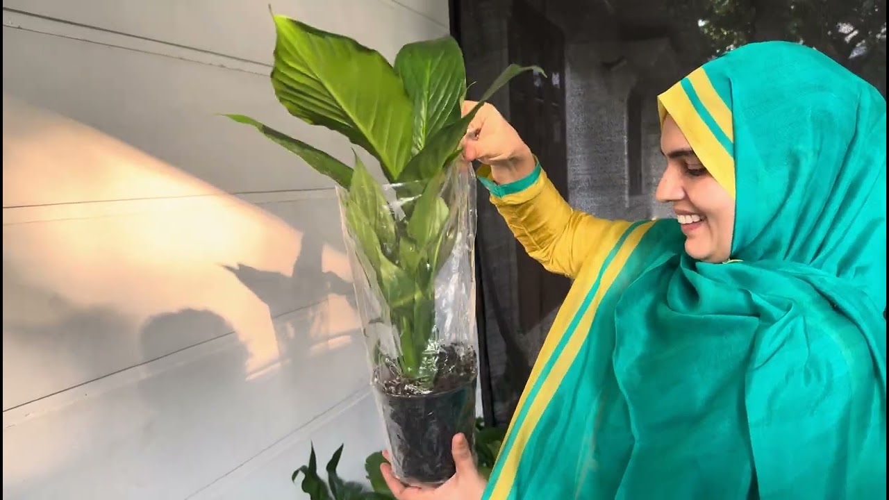 നിങ്ങൾക്കും ഇനി ട്രോപിക്കൽ ഗാർഡൻ സെറ്റ് ചെയ്യാം | new big size plants arrived 