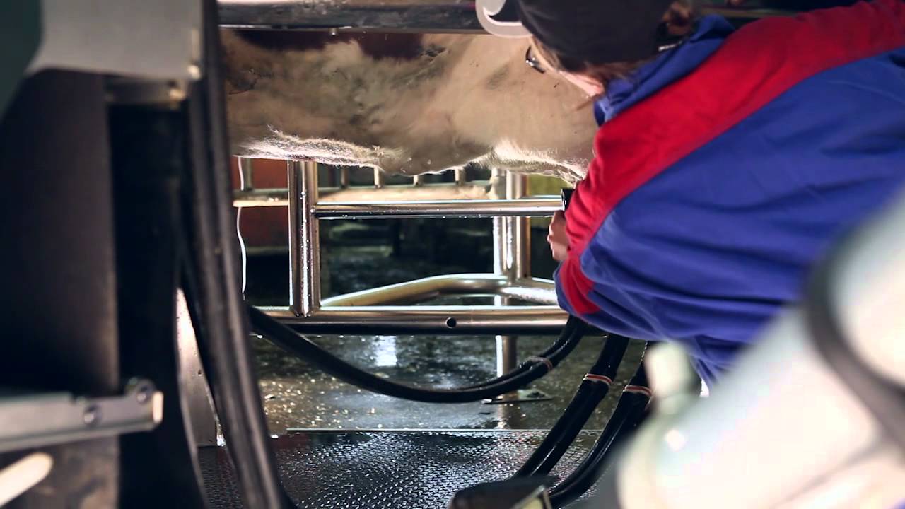 Delaval VMS - Manual milking