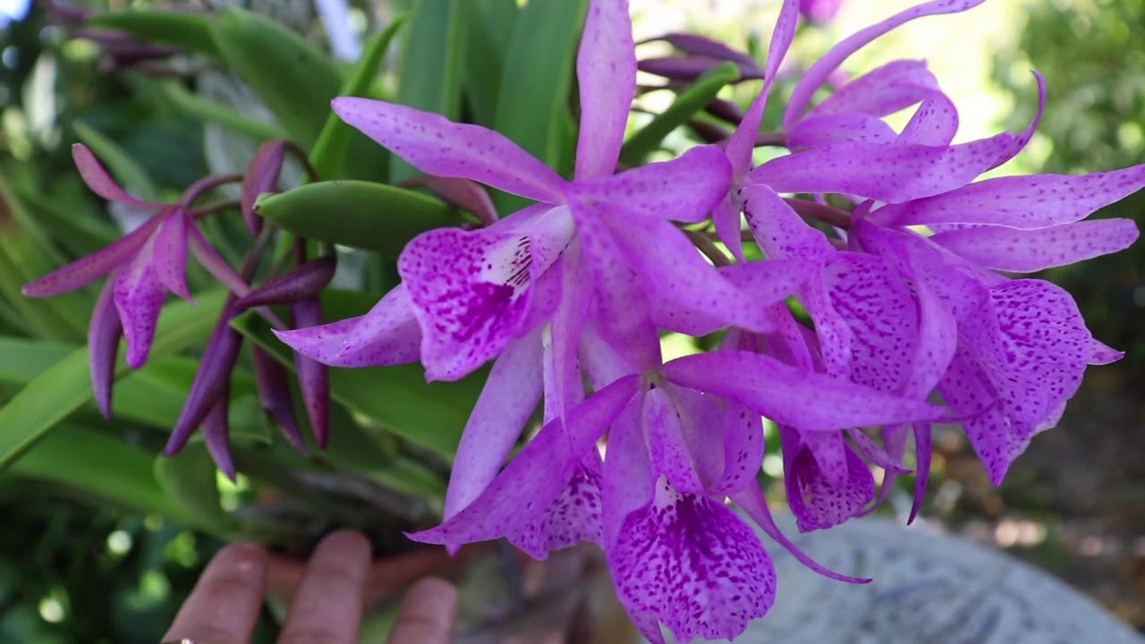 Rescue Orchids In Bloom!