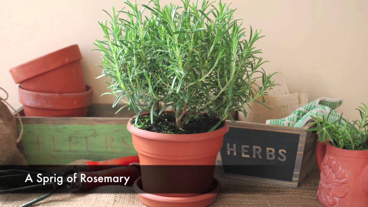 Garden of Herbs from Kurt Weiss Greenhouses