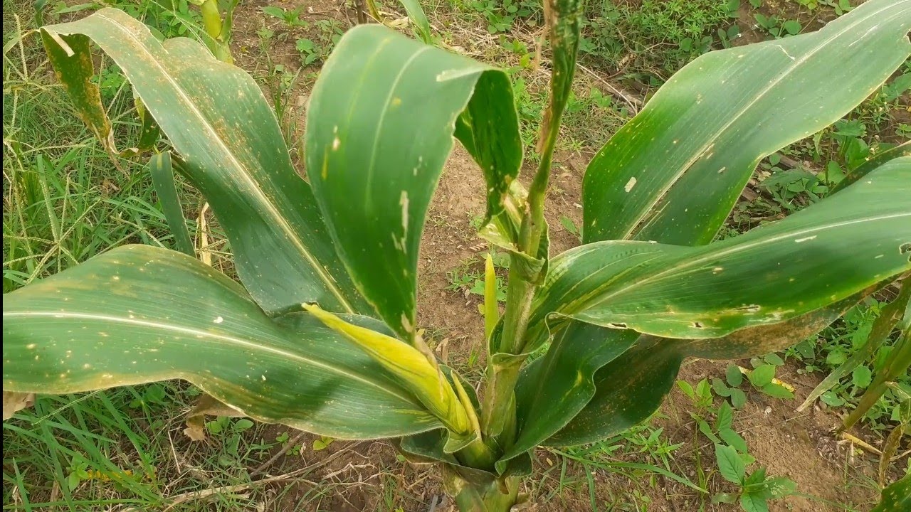 Ini Penyebab Tanaman Jagung BUNDEL, Berikut Cara Mengatasinya