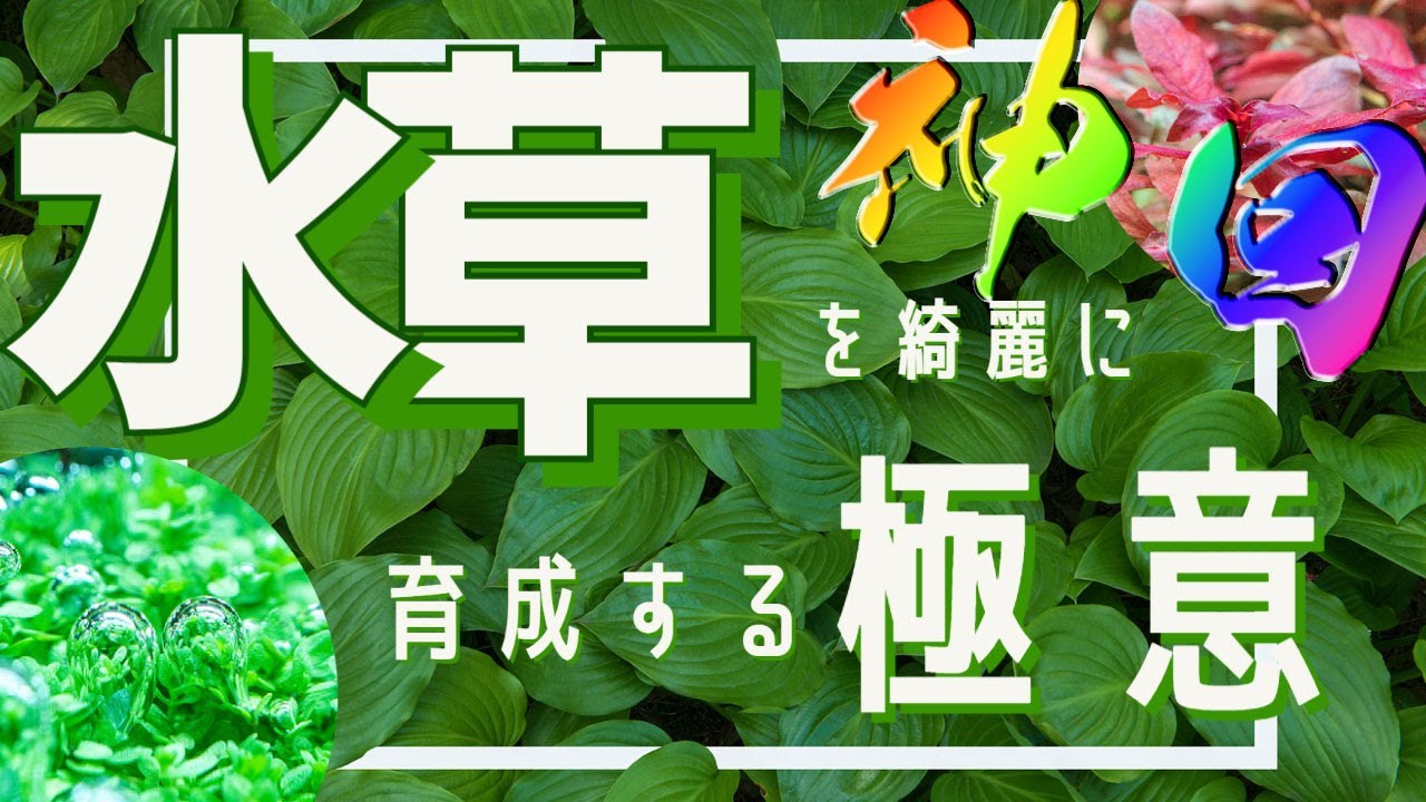 神回！水草を綺麗に育成する為の極意