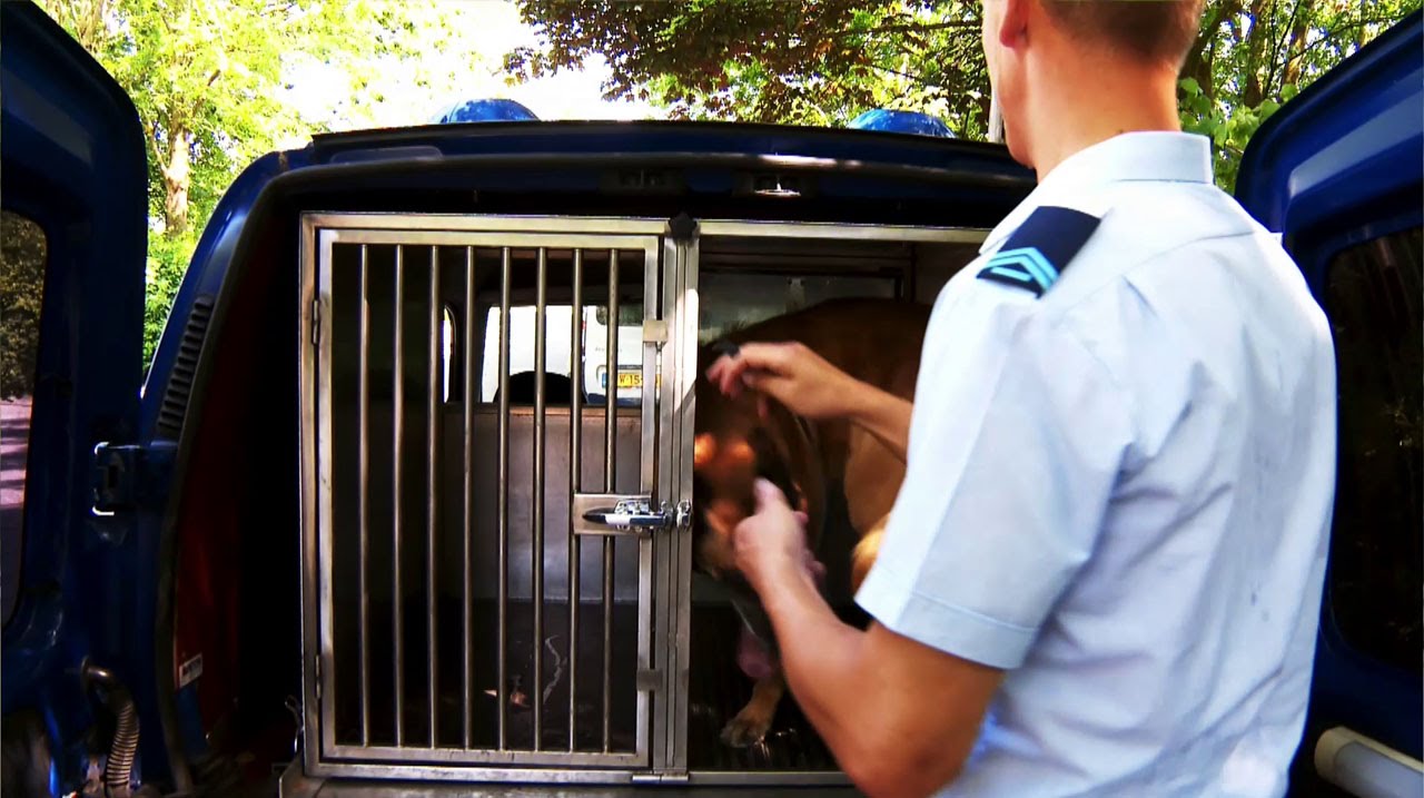 Hondengeleider bij de luchtmacht: Michael en Keltec