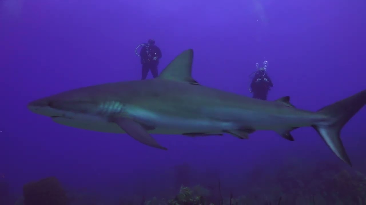 Roatán Shark Dive - May 9, 2025
