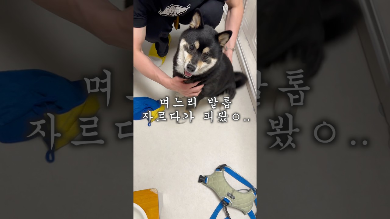 강아지 발톱 깎기 최상 난이도  #시바견 #시바이누 #마메시바