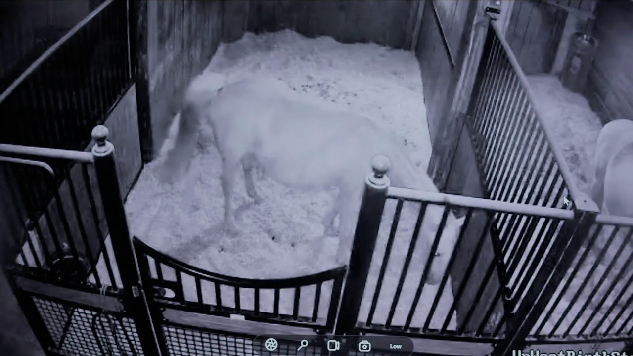 Foal Watch- 2 mares due! 02.22.2026