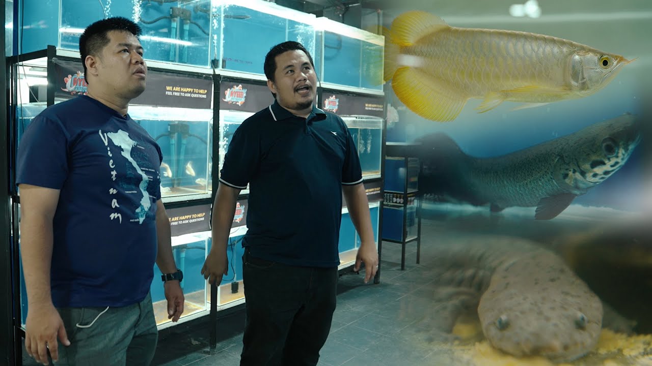 FV VLOG #103: Зоомагазин Monster Fish в городе Давао