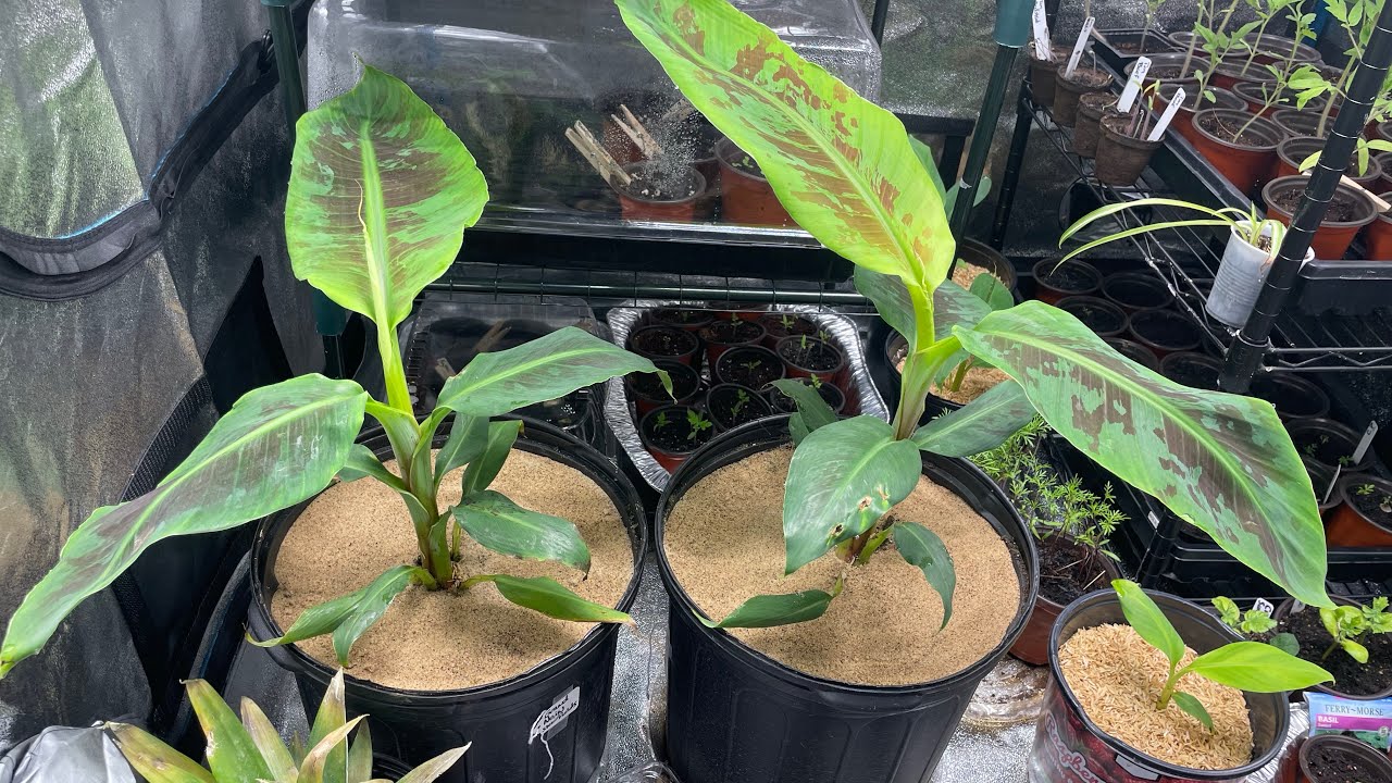 Grand Nain banana plant in container day 35 update after transplanting