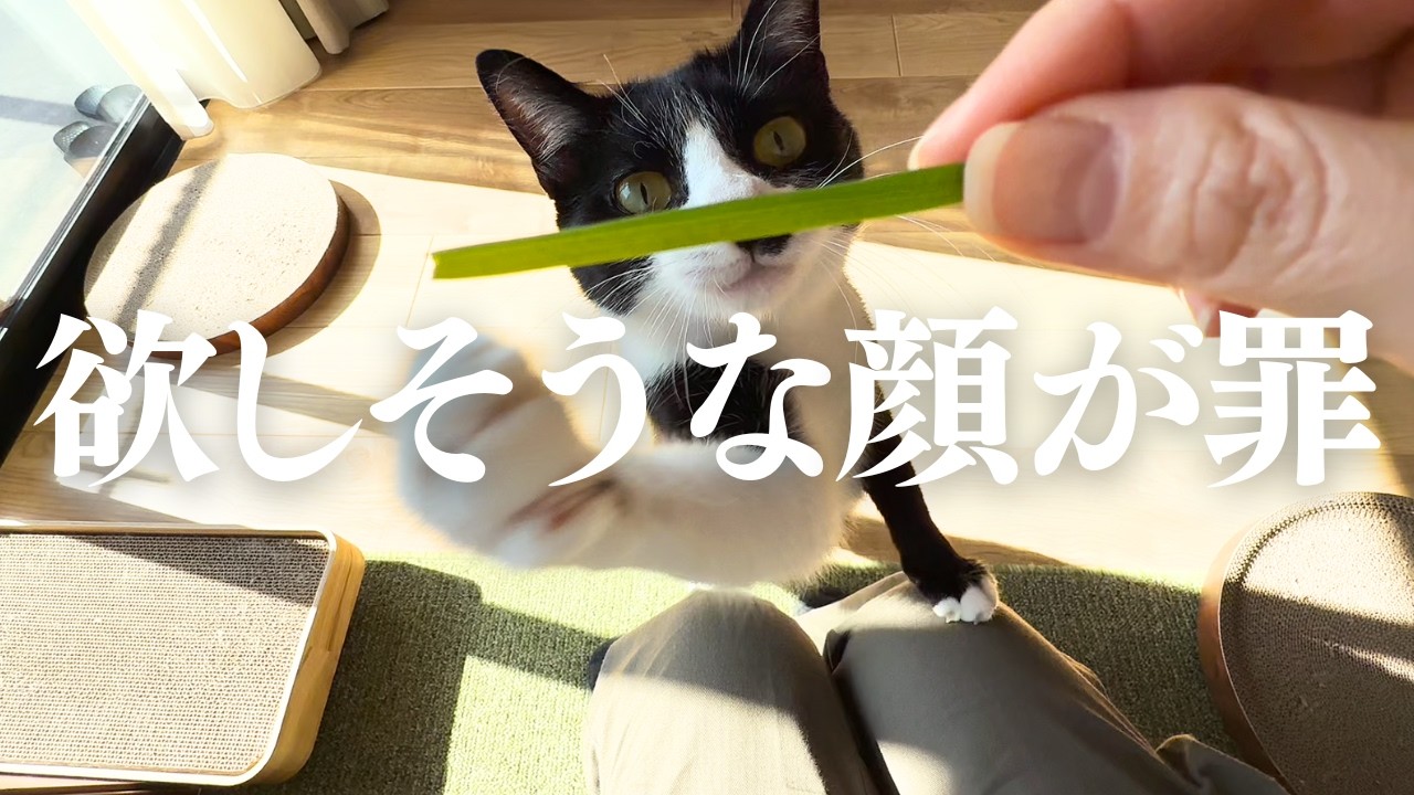 【ちょび髭ズの日常】百均の猫草を育てたら、欲しそうな顔が可愛すぎました｜猫のいる暮らし