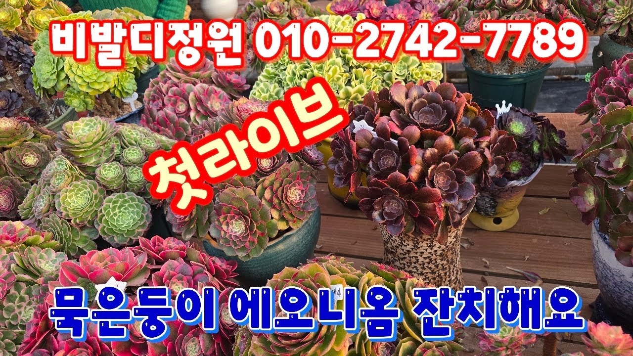 💥[3월 19일 라이브]비발디정원 010-2742-7789(카드가능) 에오니옴잔치~♡