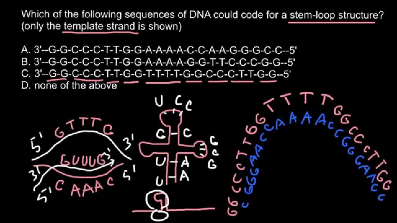 How instantly recognize stem-loop structure in mRNA