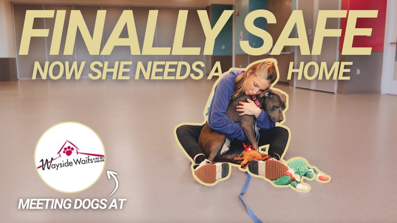Она так испугалась 💔 | Закулисные съемки ADOPTMAS в приюте Wayside Waifs