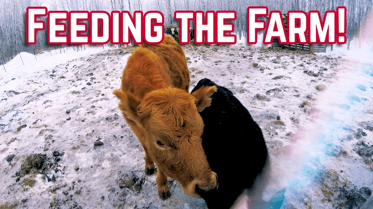 Feeding the Farm Animals
