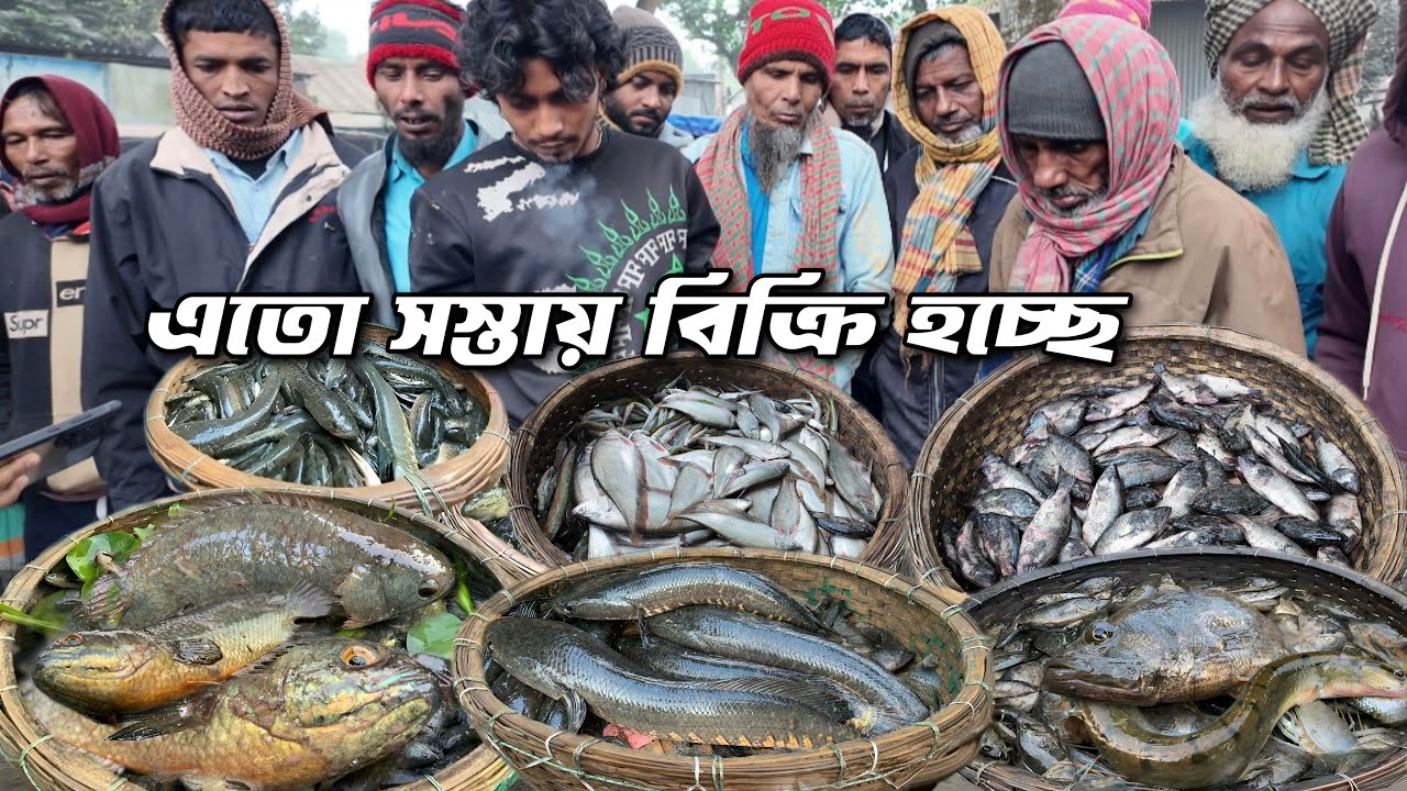 এত সস্তায় বিক্রি হচ্ছে কেন বিলের টাটকা মাছ!! Village fish market dohar dobli bazar | Dohar Fish