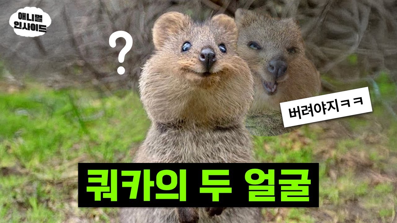쿼카에 대한 6가지 오해와 진실! ｜애니멀 인사이드