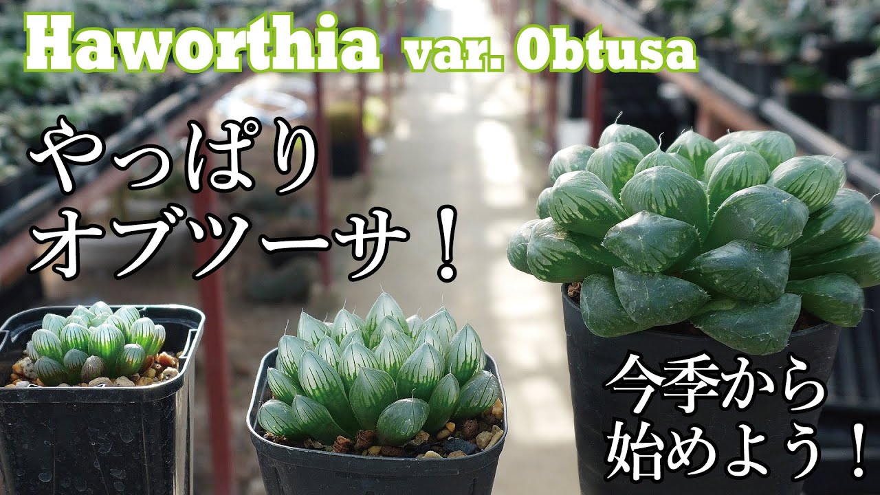 オブツーサから始める、楽しい秋冬のハオルチア！今さら聞けない、オブツーサ超入門！ Haworthia obtusa for dummies!