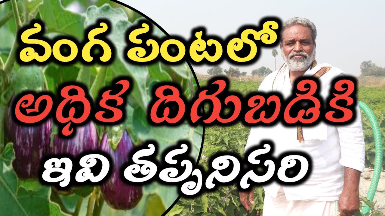 వంగ పంటలో అధిక దిగుబడికి ఇవి తప్పనిసరి