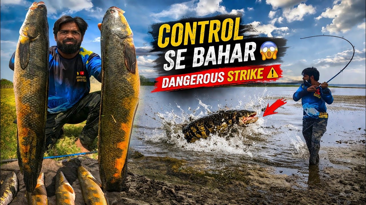 Snakehead Fishing | Dangerous Strike Big Catch & Fishing Tips 🎣 | Murrel Fishing | Frog Fishing 