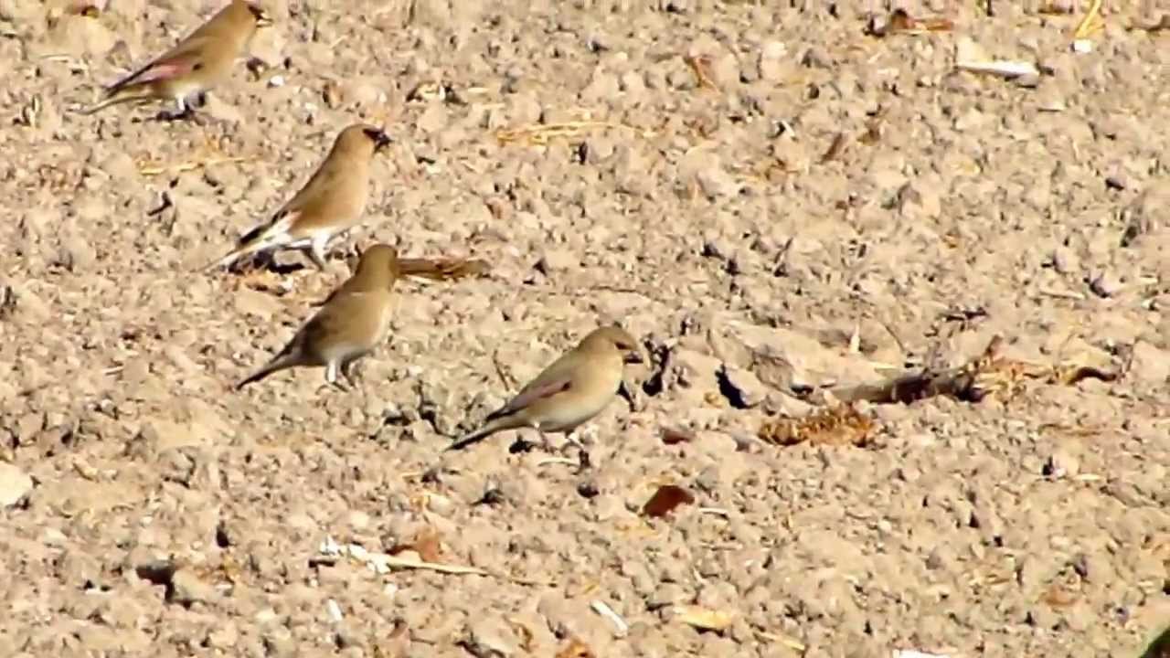 חצוצרן שחור מקור, להקה Desert Finch