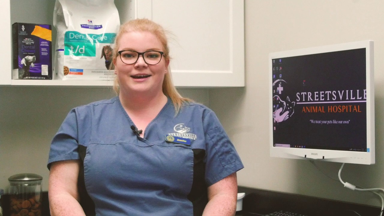 Streetsville Animal Hospital Dental Information