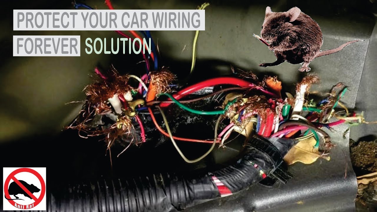 Rats Destroyed Your Car's Wiring ??? | See How To Save Your Car's Wiring From Rats Forever |
