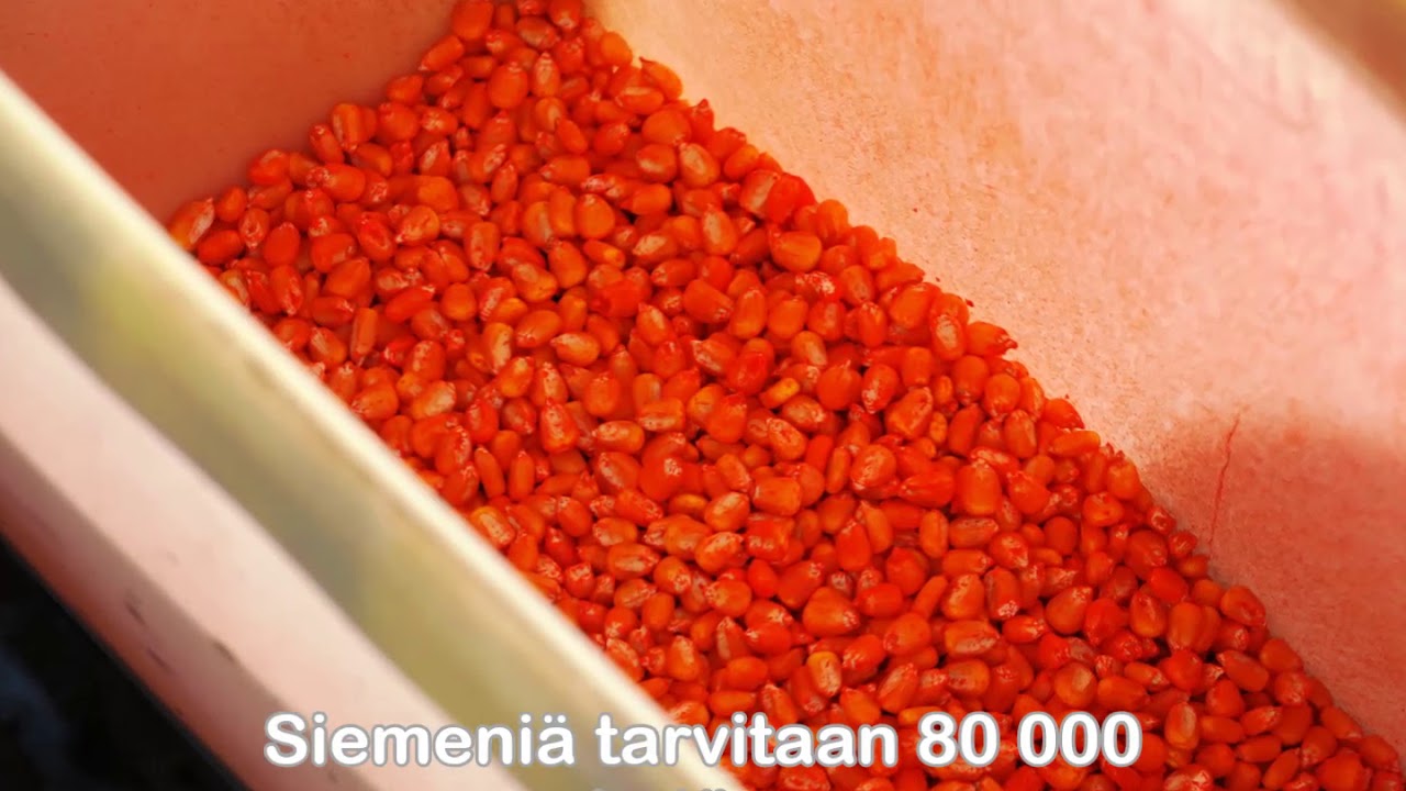 Maissin kylvö