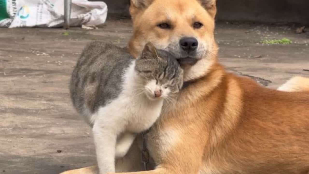 【我重生了，我变成了馋嘴猫，被霸道黄总宠上天（11′50秒）】。去给五嬢摘椪柑，小橘在家睡一整天，花椒麻二也出去浪了，剩个留守老汉堡看家#日常vlog🥑 #猫咪日常 #我的乡村生活 #萌宠 #狗狗