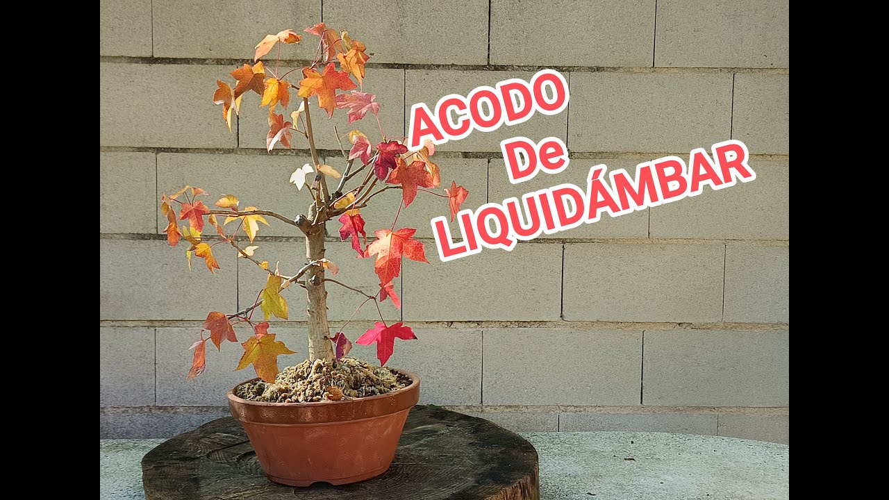 Acodo de liquidámbar 2024-2025