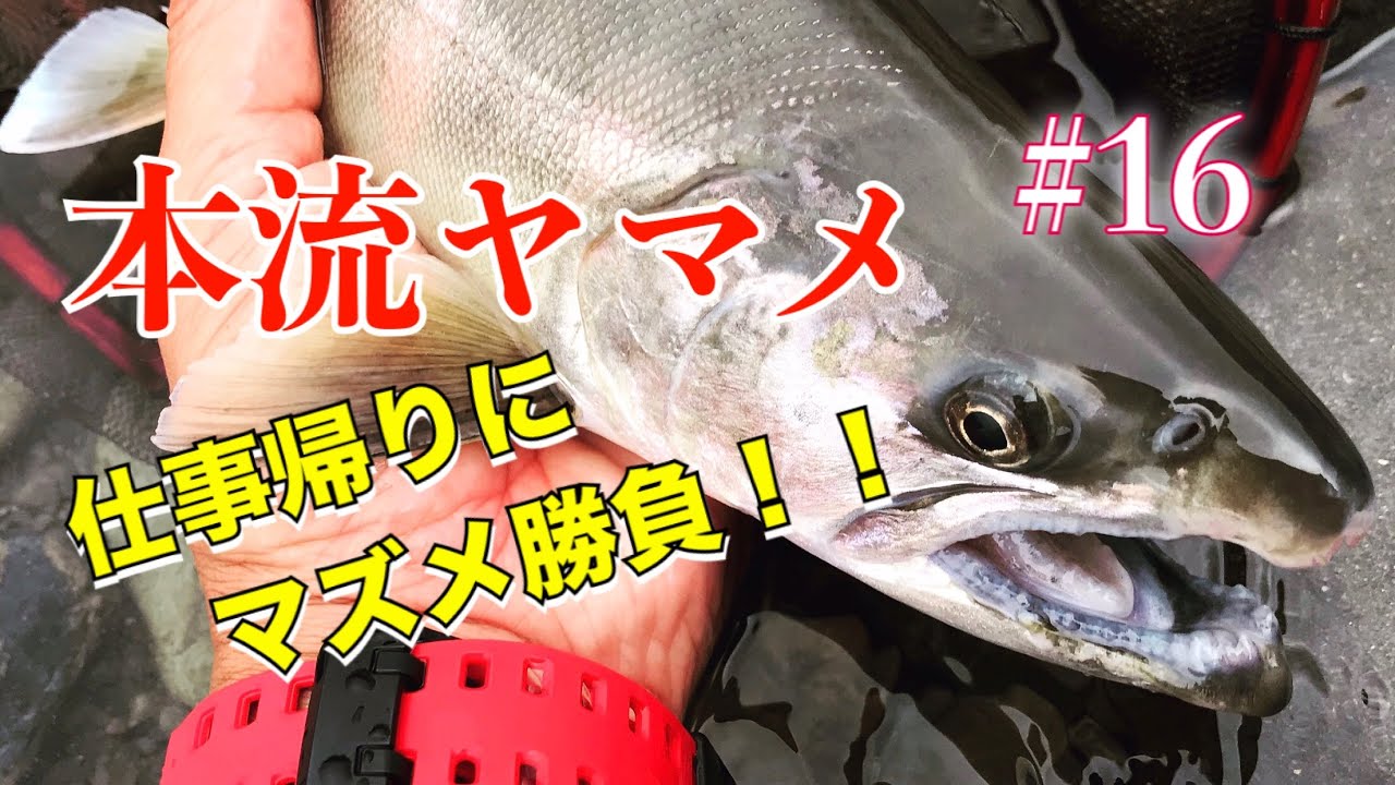#16【本流釣り】本流ヤマメ　仕事帰りに夕マズメ勝負