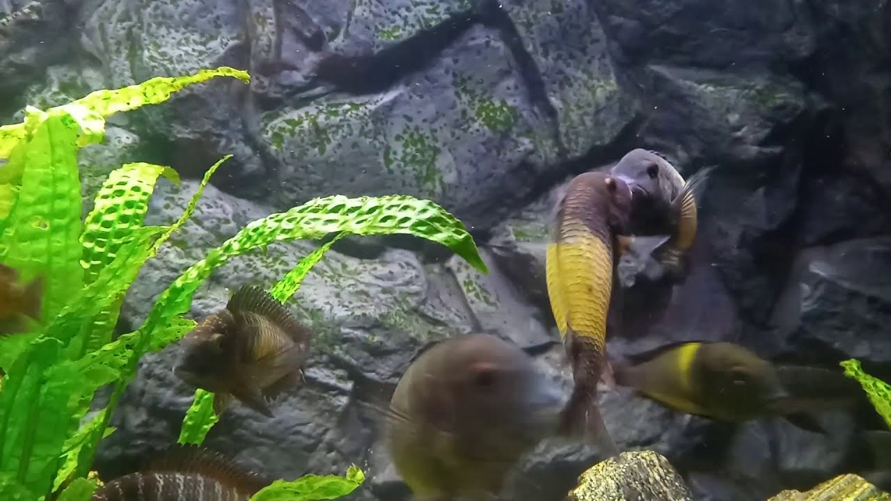 Walka Tropheus Ikola  trwa