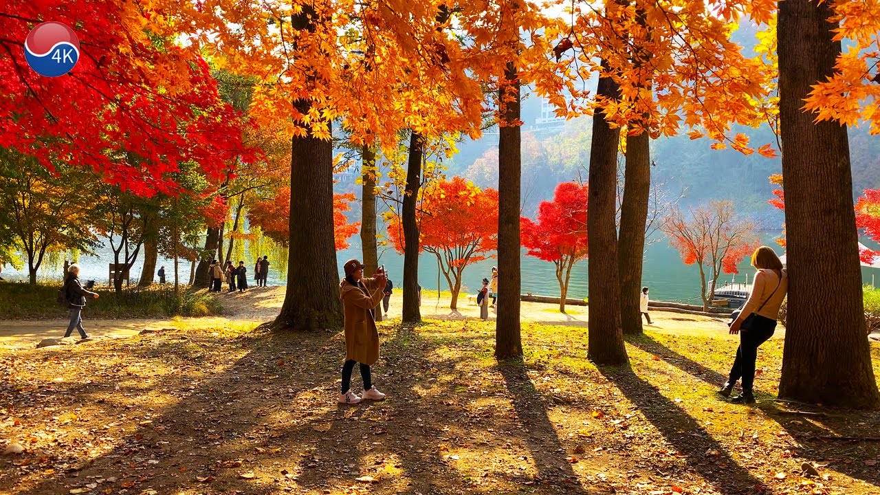 남이섬 가을 단풍 명소, 은행나무길과 남이섬 핫플레이스 구석구석 걷기, 가평여행, 춘천여행, 남이섬 짚라인, 남이섬 선착장, 겨울연가, 가을단풍 랜선여행, 서울트래블워커.