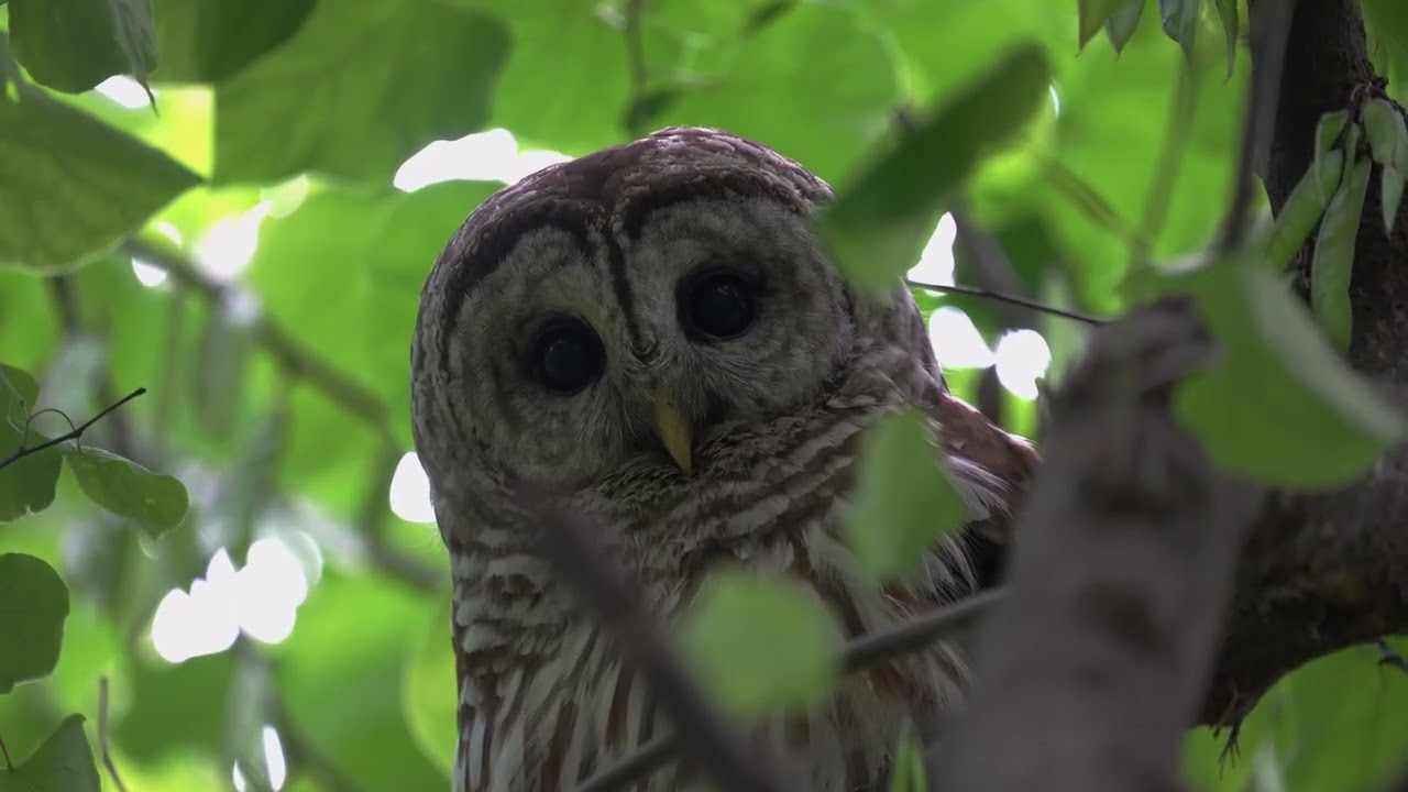 Barred Owl