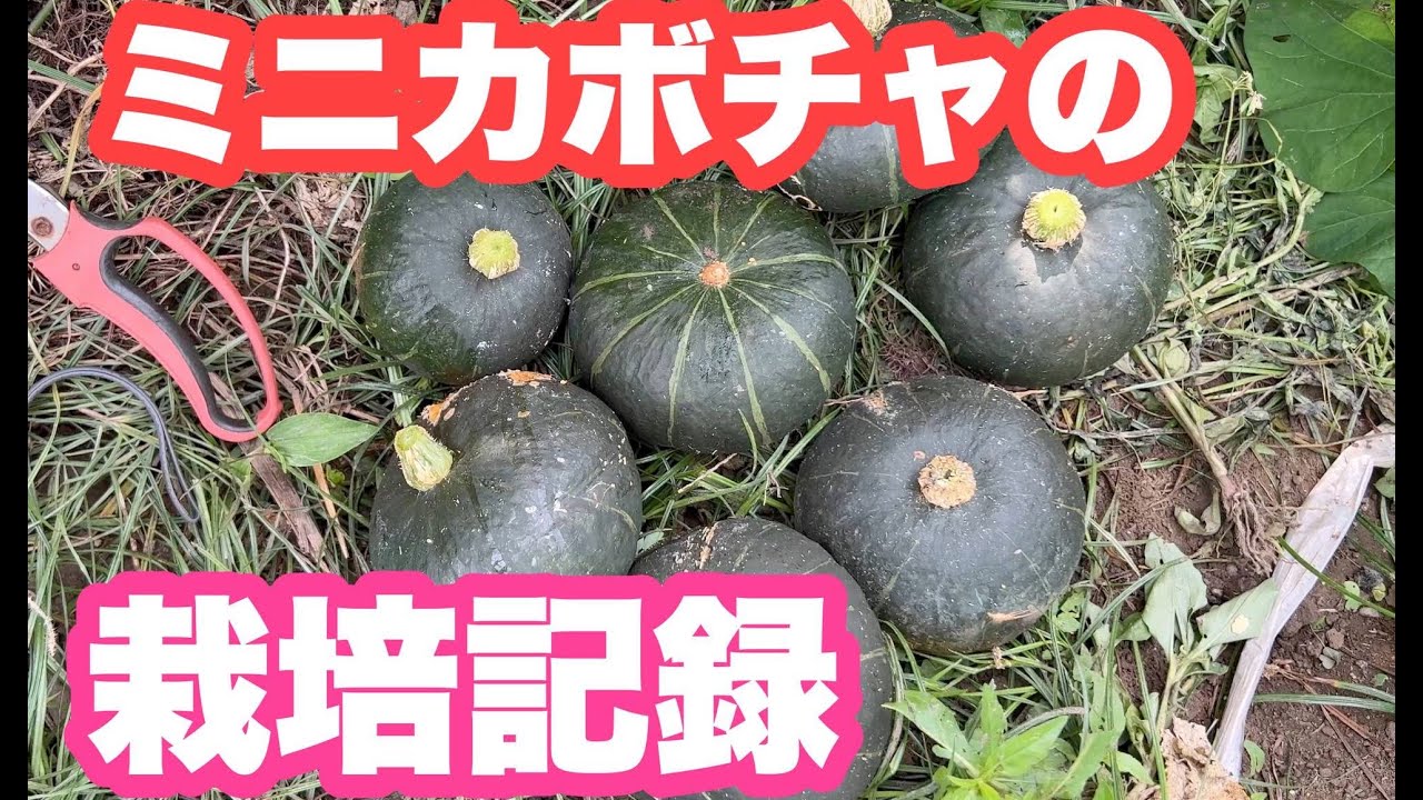 ミニカボチャ（坊ちゃんかぼちゃ）の栽培記録
