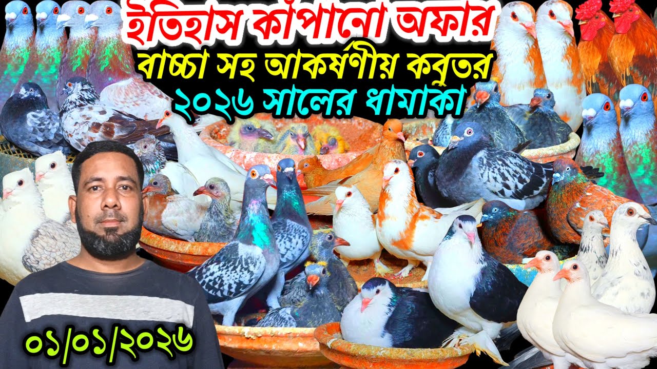 ইতিহাস কাঁপানো অফার ডিম বাচ্চা সহ আকর্ষণীয় কবুতর ২০২৬ সালের সেরা ধামাকা ফেন্সি রেসার গোল্লা গিরিবাজ