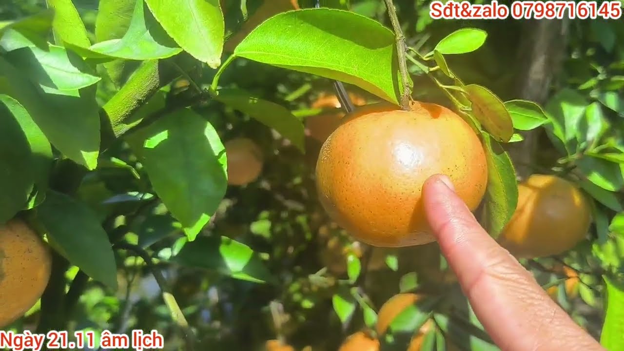 Tham quan vườn quýt hồng Lai Vung, đặc sản những ngày gần Tết 2