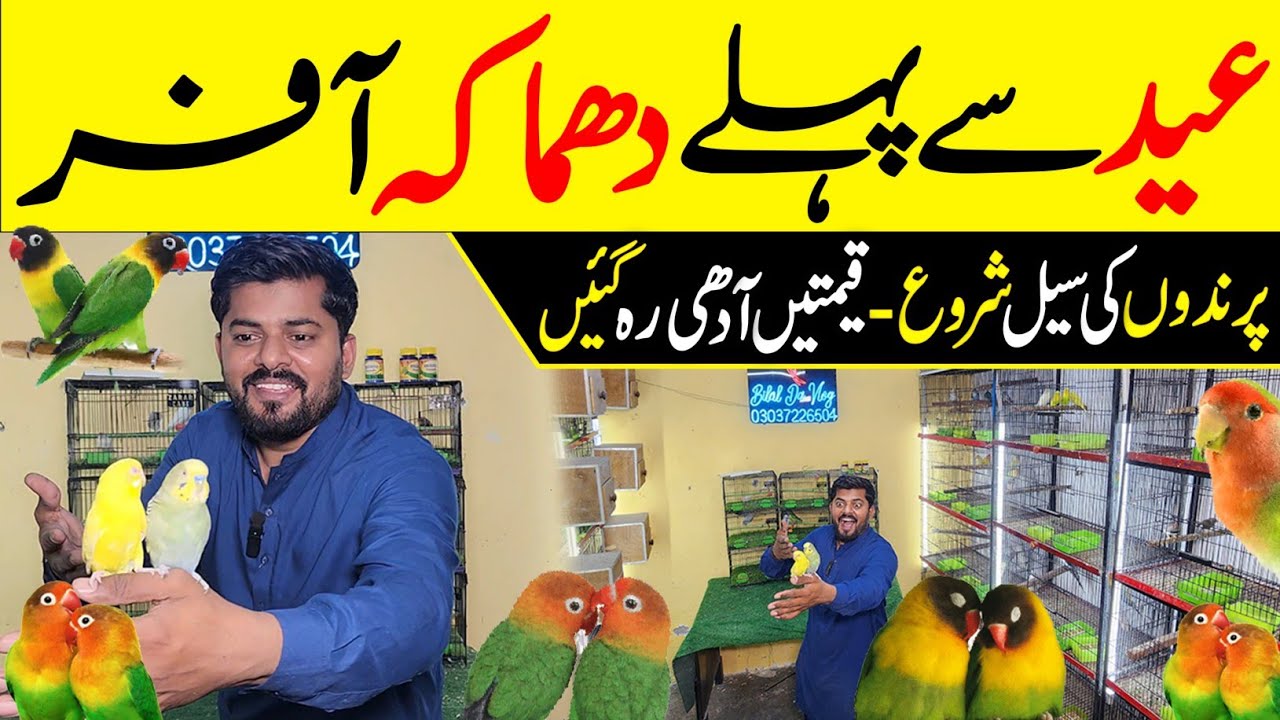 Sunday offers a gai 14-3-2026 #lahorientertainmentchannel #birds #parrot #pets #budgies #pigeon 