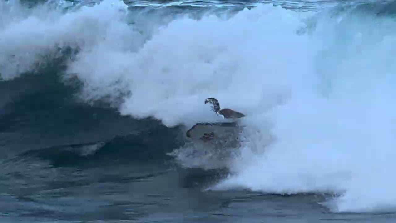 Bigisland Northside 