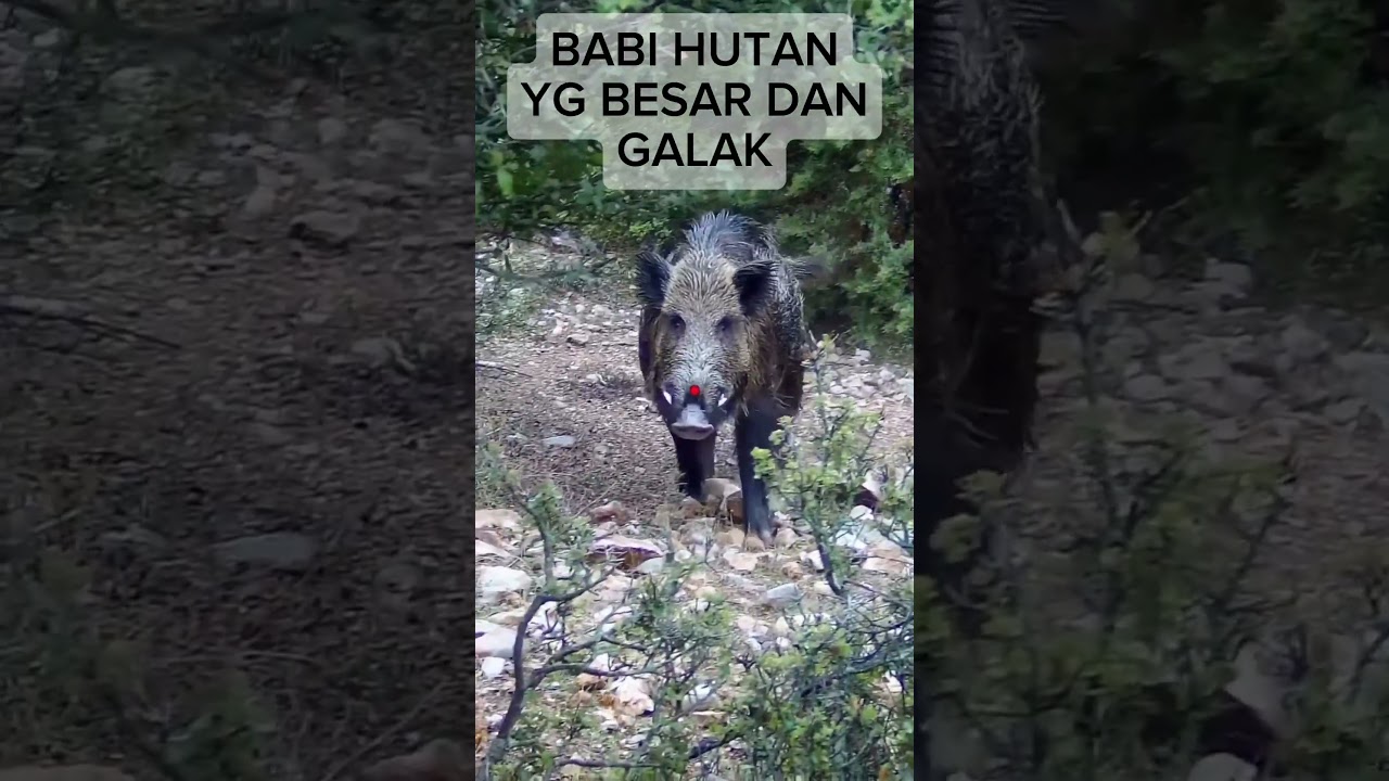 AK 47 untuk berburu babi hutan #shortvideo #berburu #videolucu #shortfeed